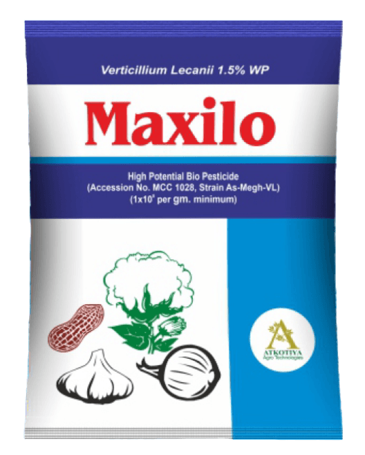 Maxilo