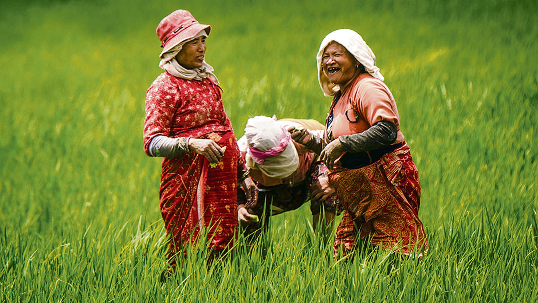 Organic Farming background image